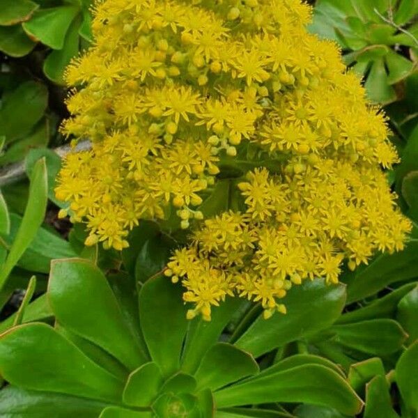 Aeonium arboreum Blomst