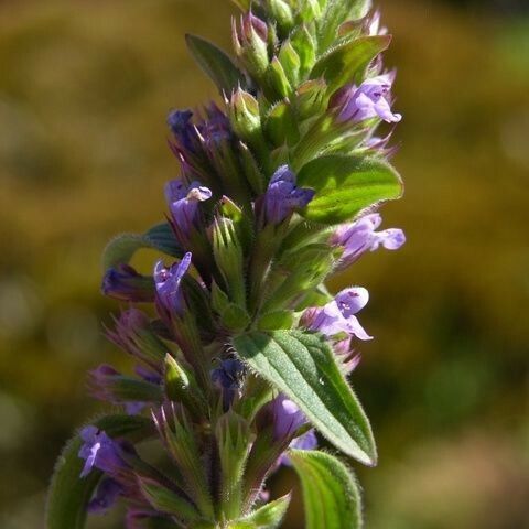 Dracocephalum thymiflorum Flower