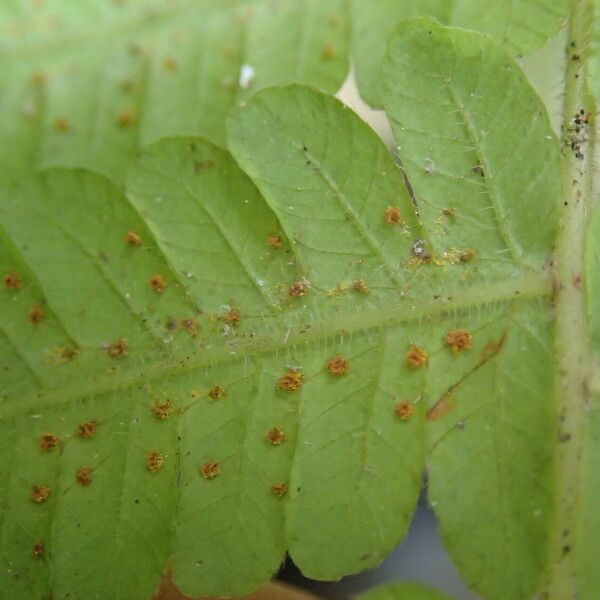 Thelypteris hispidula List