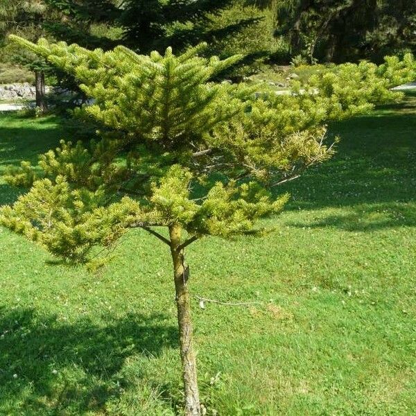 Abies firma Habitus