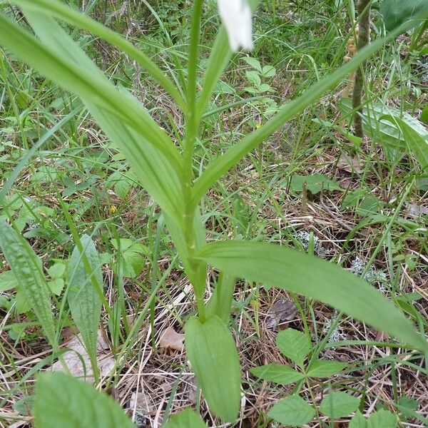 Cephalanthera longifolia Fuelha