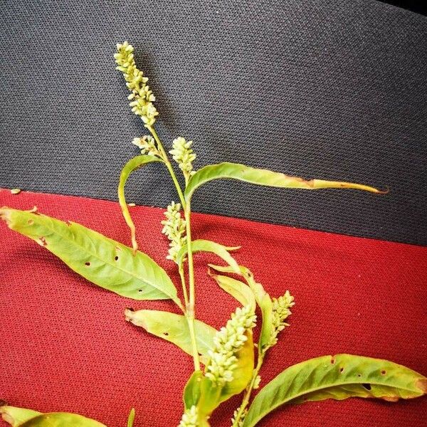 Persicaria lapathifolia Žiedas