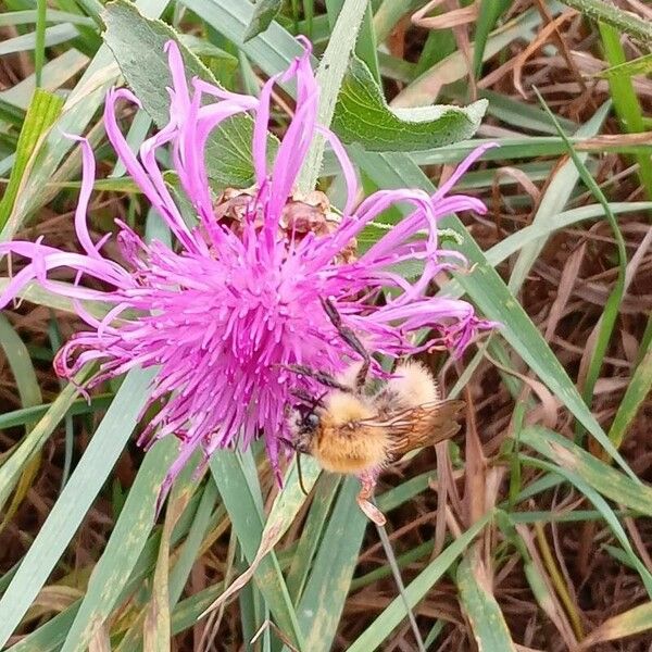 Centaurea jacea Flor