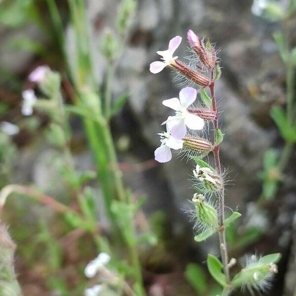 Silene gallica Kvet