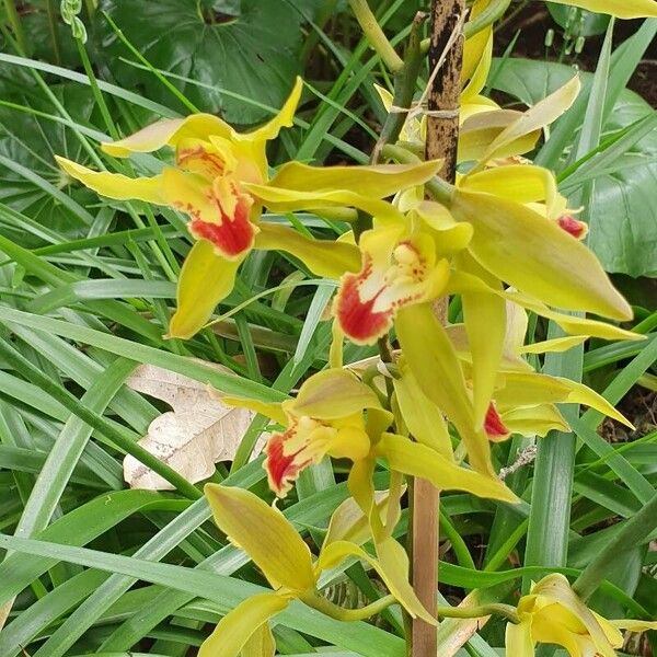 Cymbidium lowianum Flower