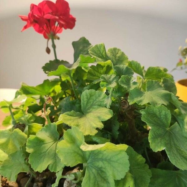 Pelargonium zonale Лист