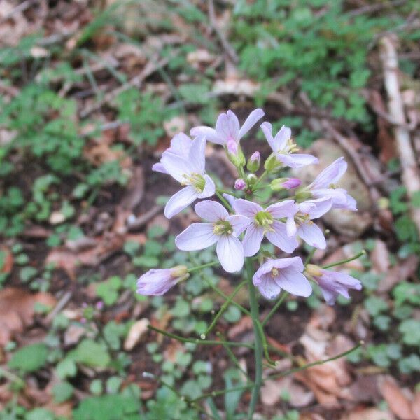 Cardamine pratensis Flors