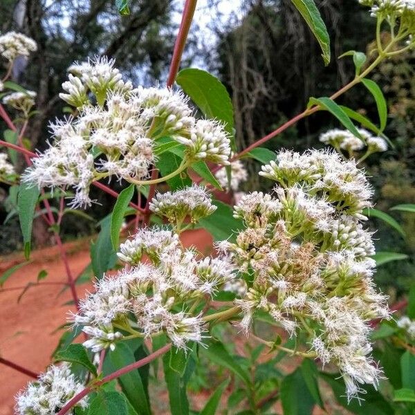 Eupatorium perfoliatum Цветок