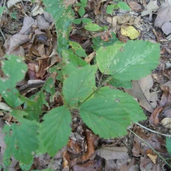 Viburnum dentatum Blatt