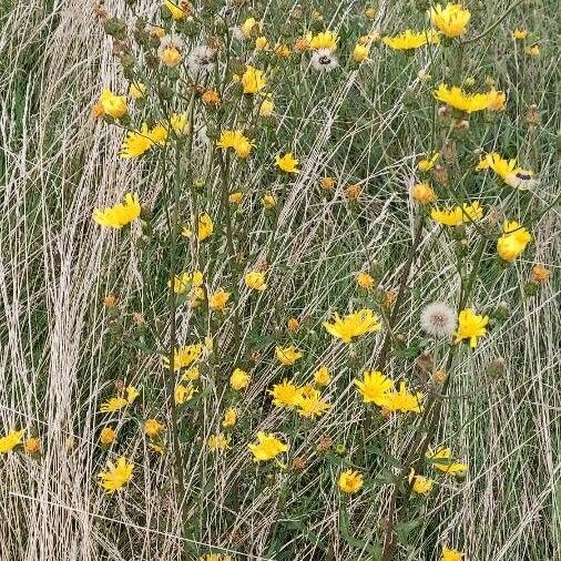 Hieracium umbellatum Habit