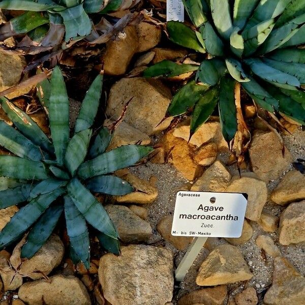 Agave macroacantha Habitatea