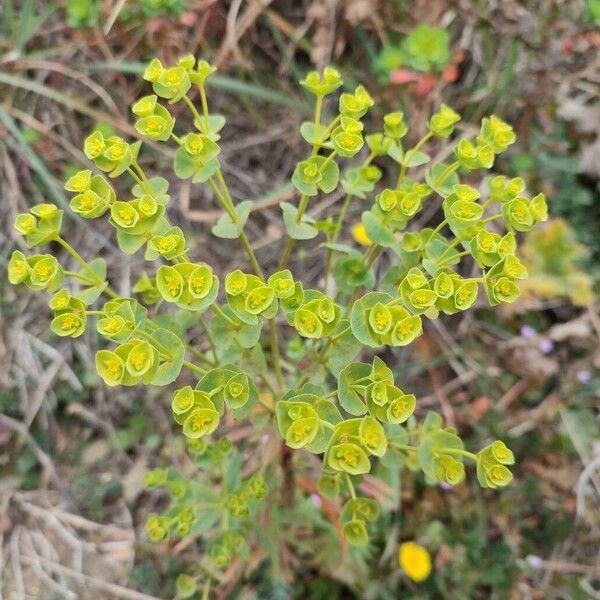 Euphorbia segetalis Blomst