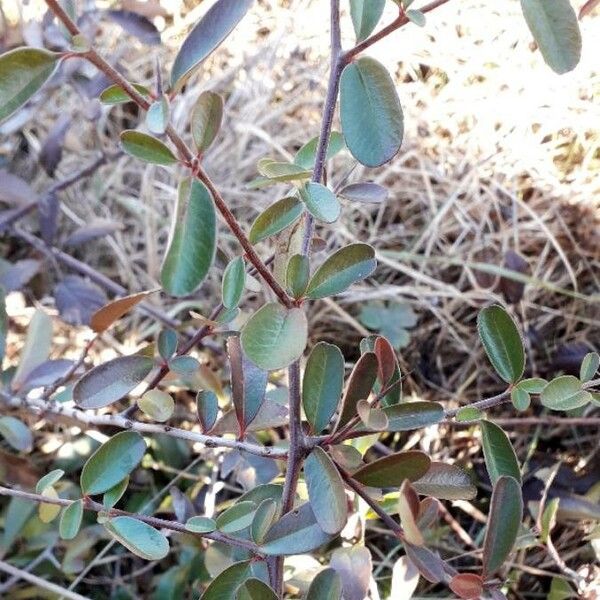 Pyracantha coccinea Fuelha