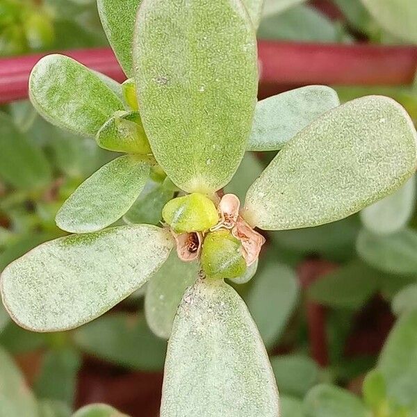 Portulaca oleracea Leaf