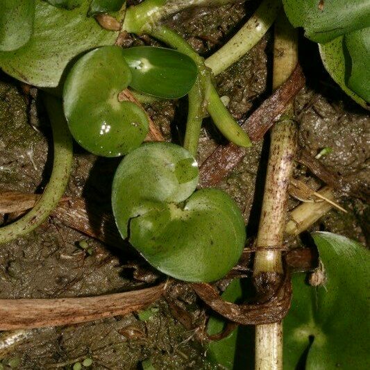 Heteranthera reniformis Otro