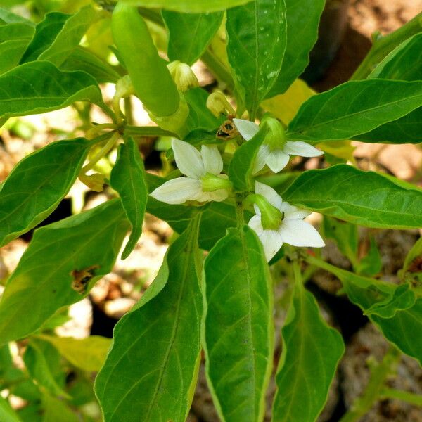 Capsicum chinense Flor