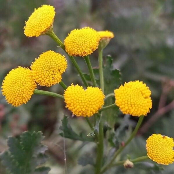 Tanacetum vulgare Кветка