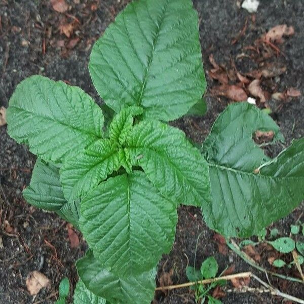 Amaranthus viridis Liść