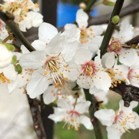 Prunus dulcis Flor