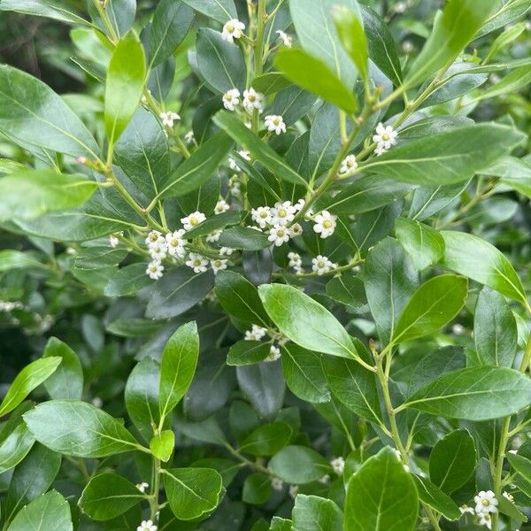 Ilex glabra 花