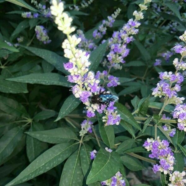 Vitex agnus-castus Λουλούδι