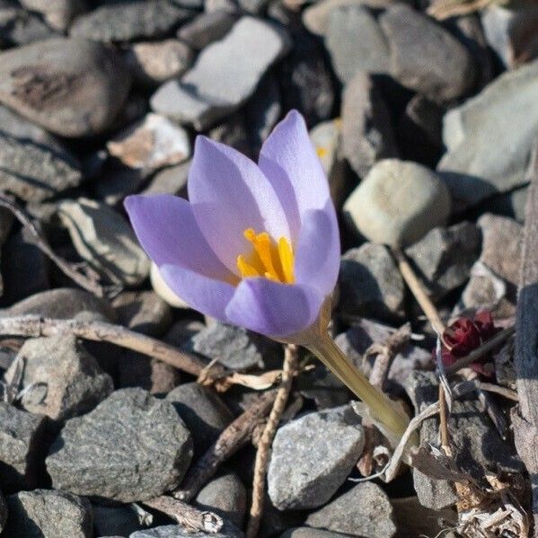 Crocus biflorus Blomma