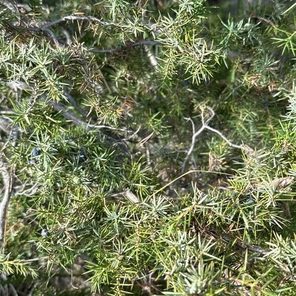 Juniperus communis ഇല