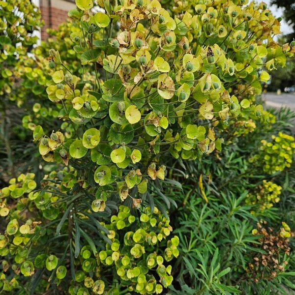 Euphorbia esula 形態