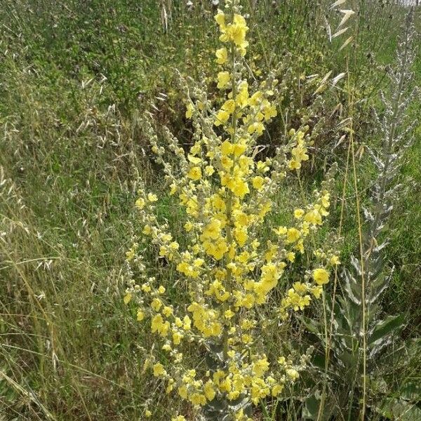 Verbascum pulverulentum Bloem