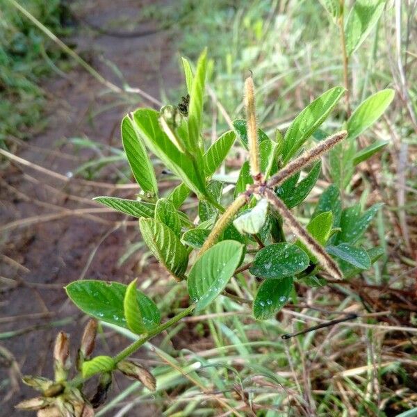 Calopogonium mucunoides Levél