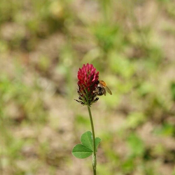 Trifolium incarnatum आदत