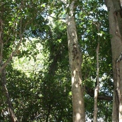 Endiandra polyneura