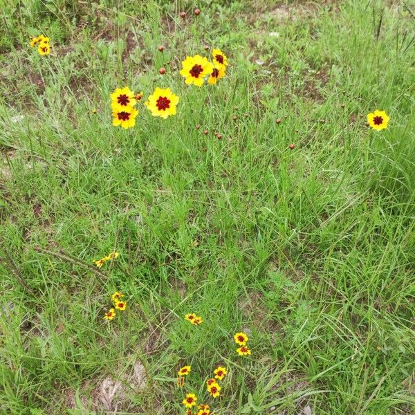 Coreopsis tinctoria موطن