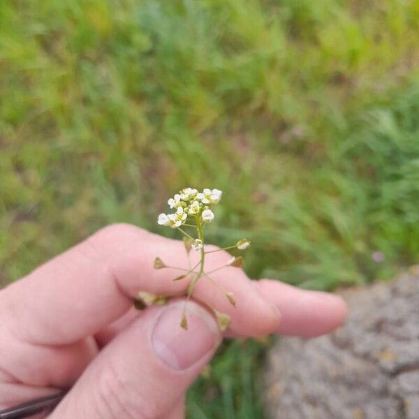 Capsella bursa-pastoris Kvet