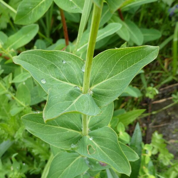 Hypericum richeri Leaf