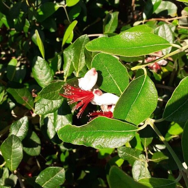 Feijoa sellowiana Flower