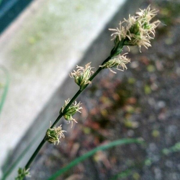 Carex divulsa 花