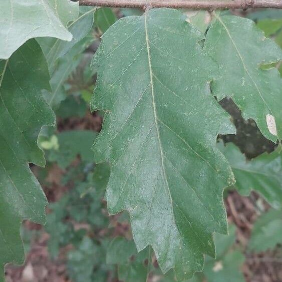 Quercus cerris Ліст