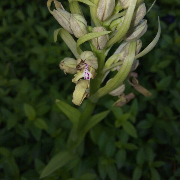 Himantoglossum hircinum Цвят