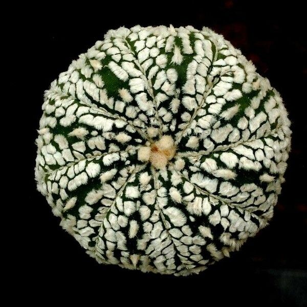 Astrophytum asterias Blad