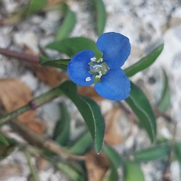 Commelina diffusa Цвят