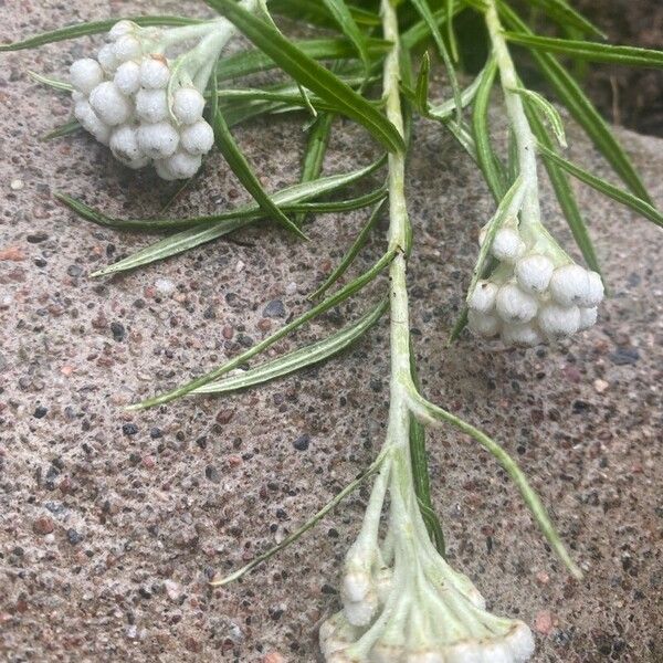 Anaphalis margaritacea Fiore