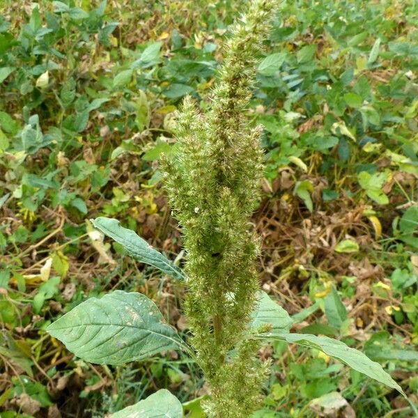 Amaranthus retroflexus फूल