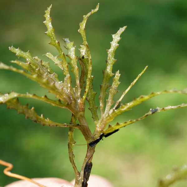 Najas marina Plante entière