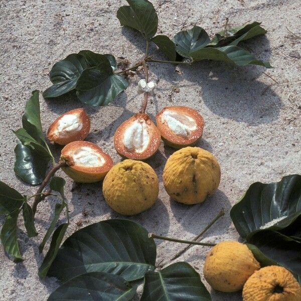 Sandoricum koetjape Fruit