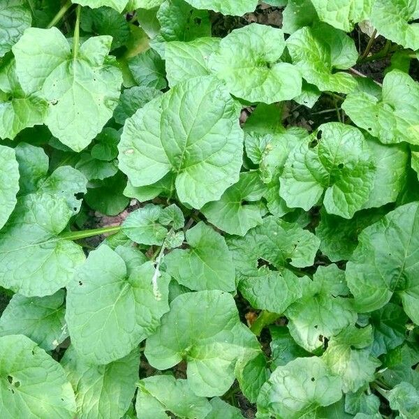 Adenocaulon bicolor Leaf