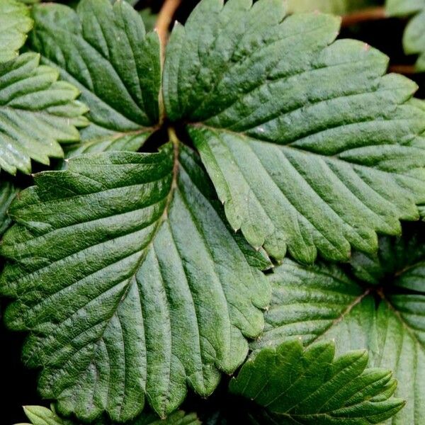 Fragaria × ananassa Folha