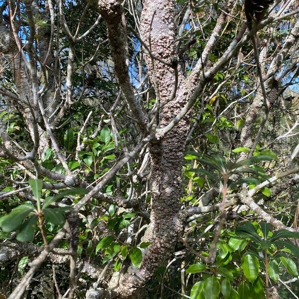 Banksia integrifolia 樹皮