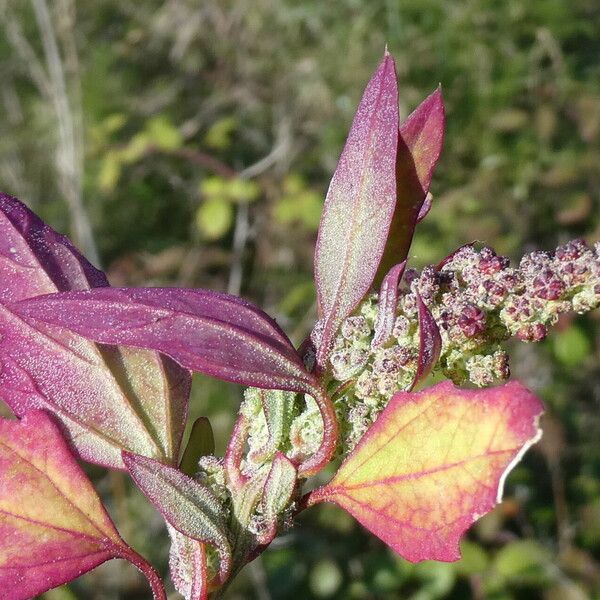 Chenopodiastrum murale Fiore