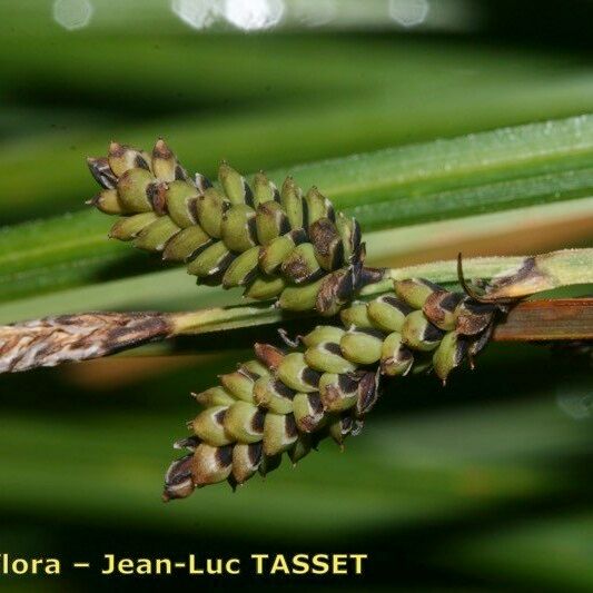 Carex cespitosa Flower